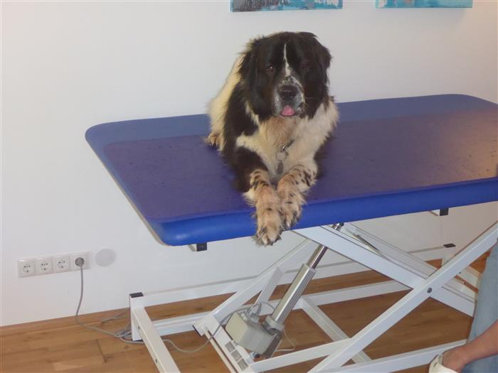 Massage für Hunde Physiotherapie Hunde Hundephysiotherapie