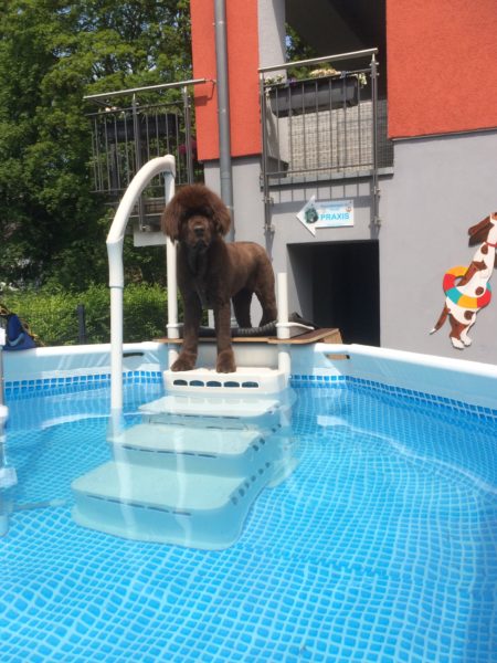 Therapeutisches Schwimmen für Hunde