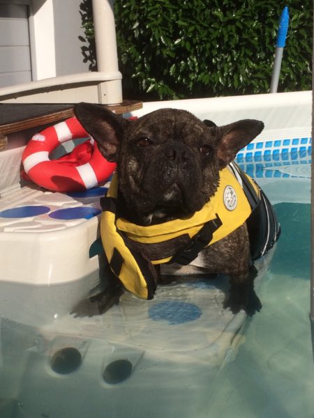 Therapeutisches Schwimmen für Hunde
