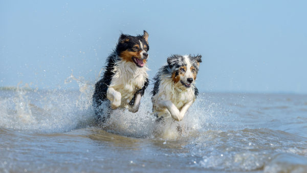 physiotherapie-hunde
