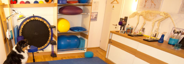 Praxis Physiotherapie Hunde