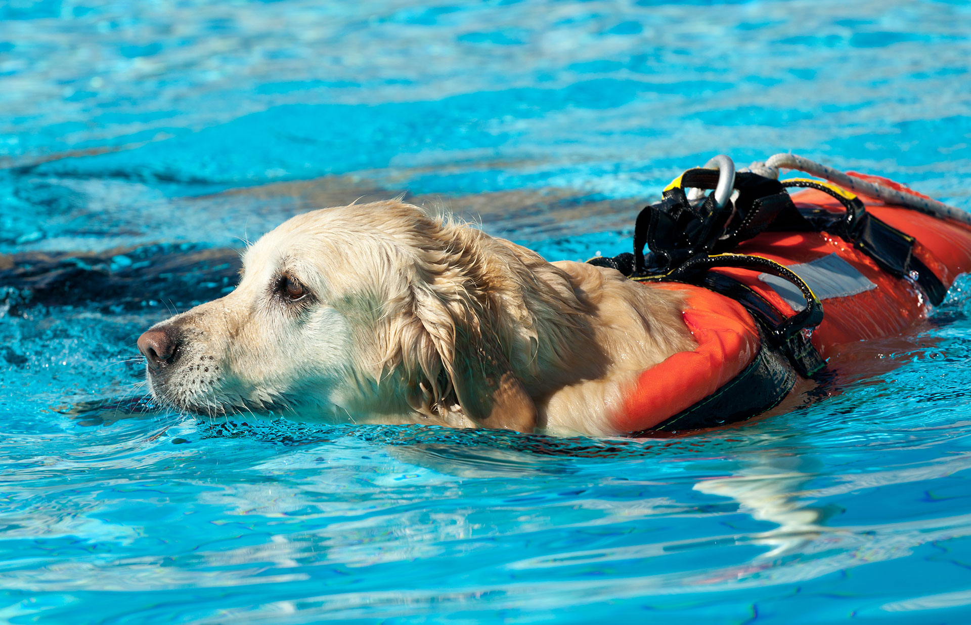 therapeutischesschwimmenfuerhunde2 Physiotherapie Hunde