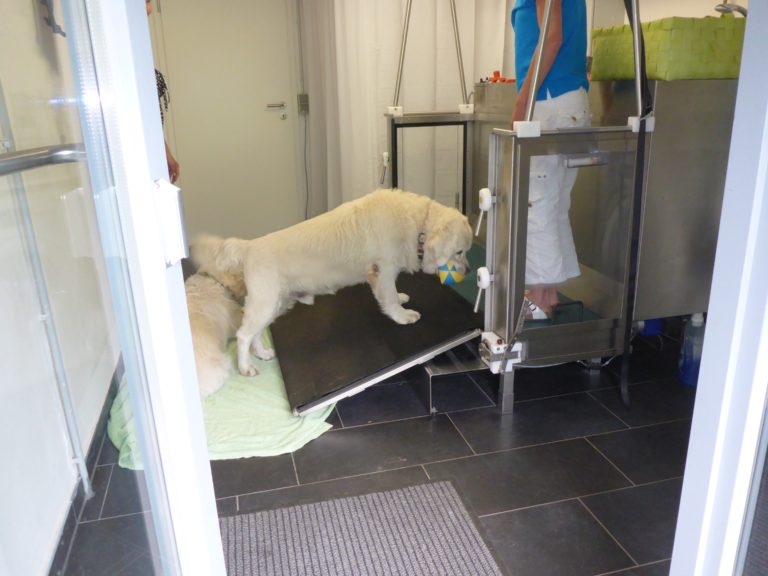 Unterwasserlaufband für Hunde